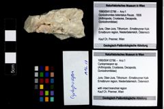Foto (Objekt + Etikett) von Cycloprosopon sp.  (NHMW-GEO-1990-0041-2786)